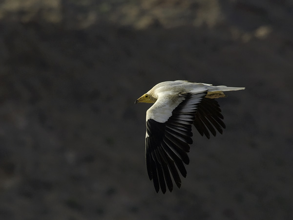 Pikkukorppikotka, Egyptian Vulture, Neophron percnopterus